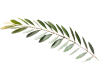 Olive branch minimal line art icon representing extra virgin olive oil from Desi Dokan Pakistan