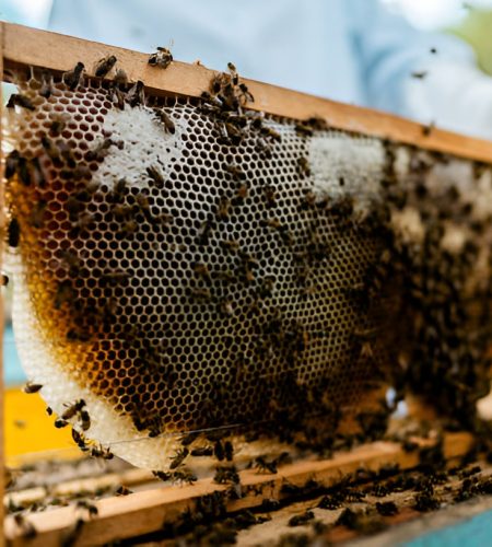 honey farming