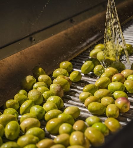 olive oil production